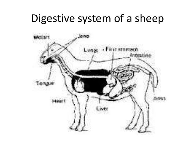 Different breeds of sheep and their characteristics