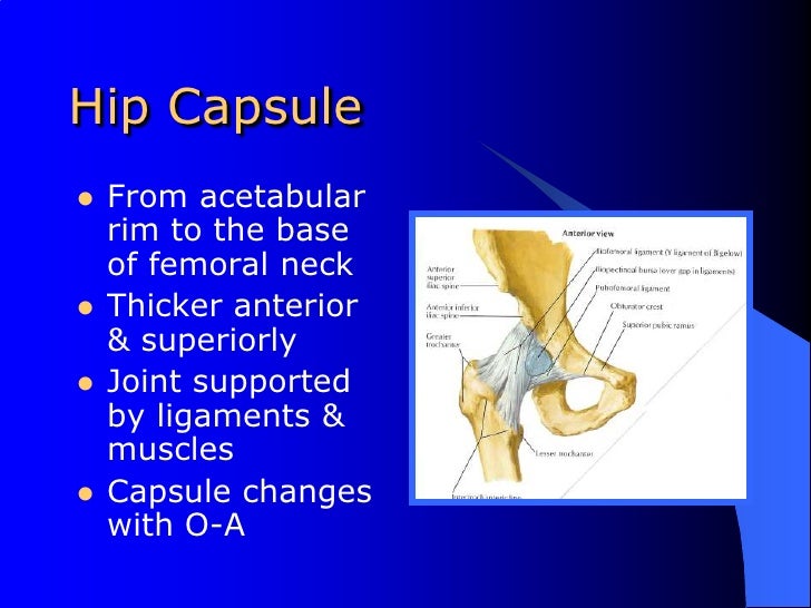 Differential Diagnosis Of The Hip2010