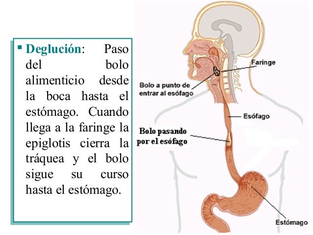 Digestión