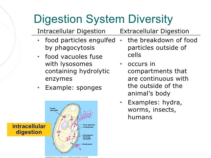 Digestion
