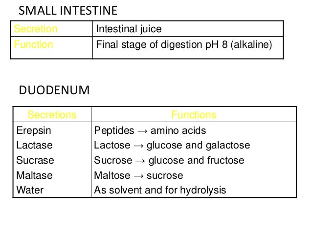 Digestion IGCSE