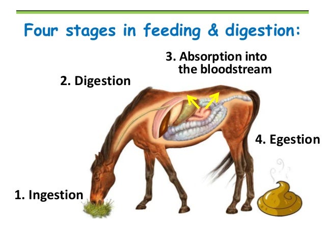 Digestion