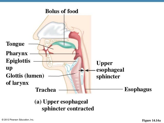 Dysfunction of the burp reflex appears to involve the upper oesophageal sphincter