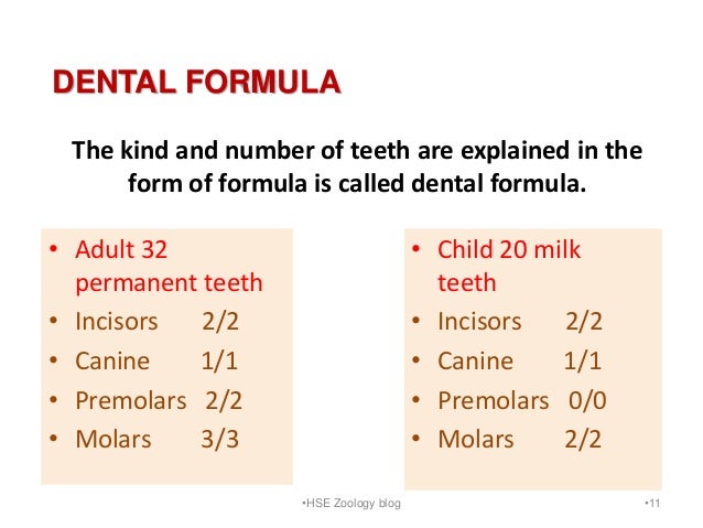 dental formula canine dental formula images dental formula canine dental formula images