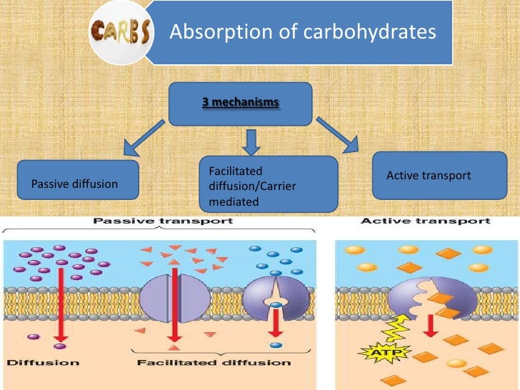 Digestion and absorption of carbohydrates