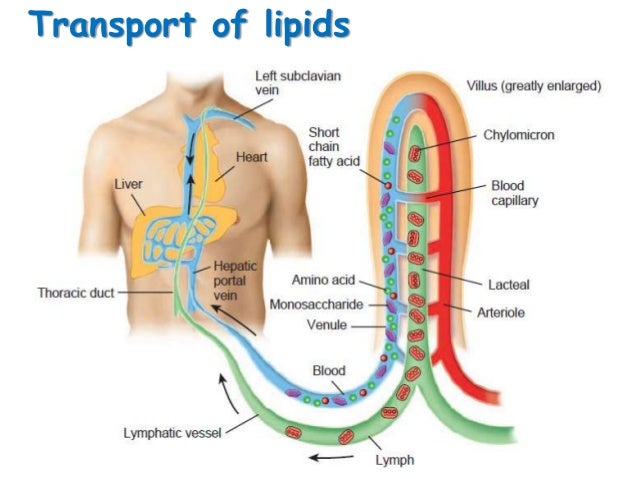Fat And Lipids 72