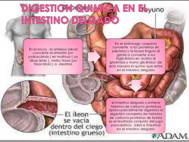 Resultado de imagen para DIGESTIÓN gastrointestinal