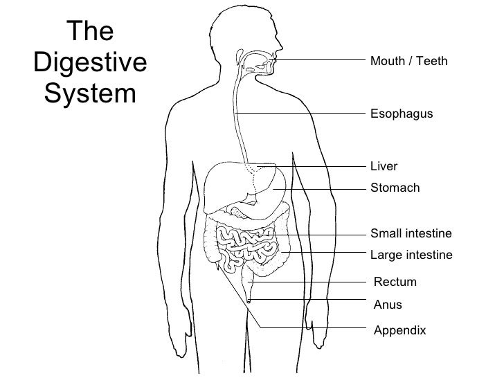 Digestive system