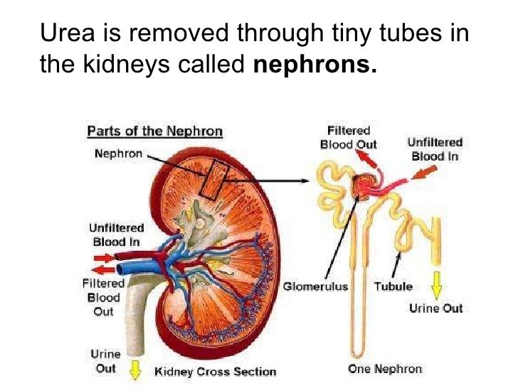 Digestive and excretory systems