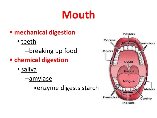 Digestion In The Mouth 71