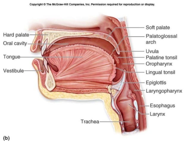 Digestive system BHNU