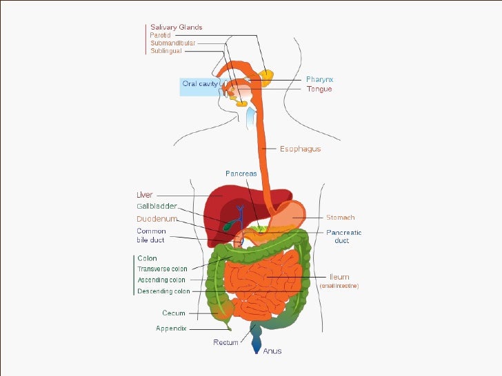 Digestive system 2011