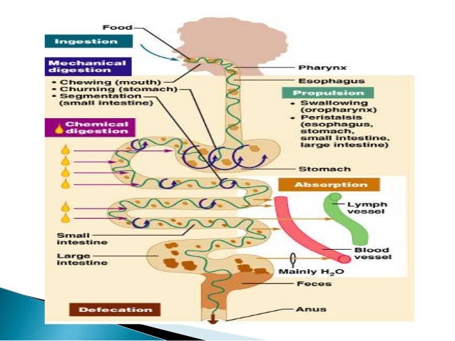 gastrointestinal-tract-ppt