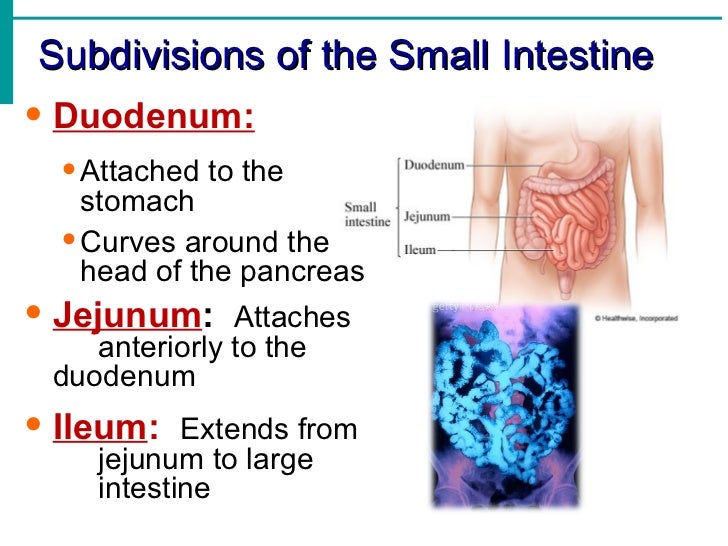 Digestive System Notes