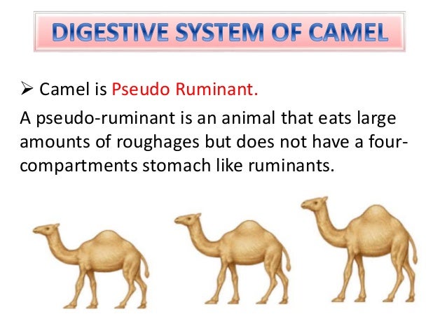 Digestive system of camel