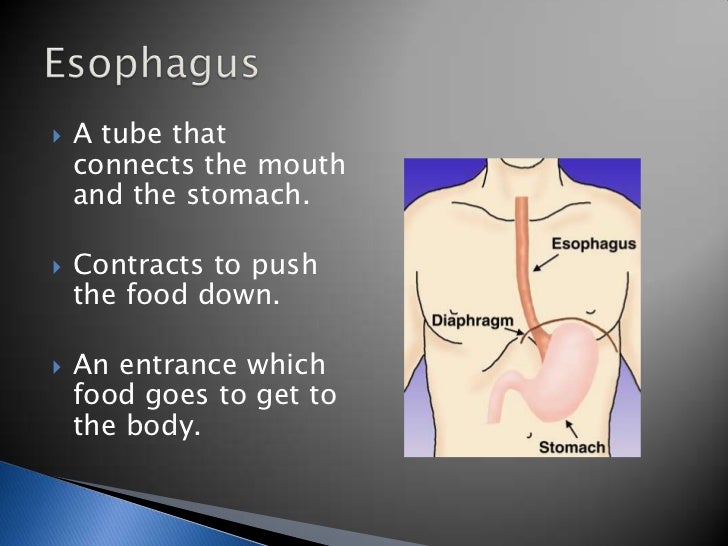 Digestive system powerpoint