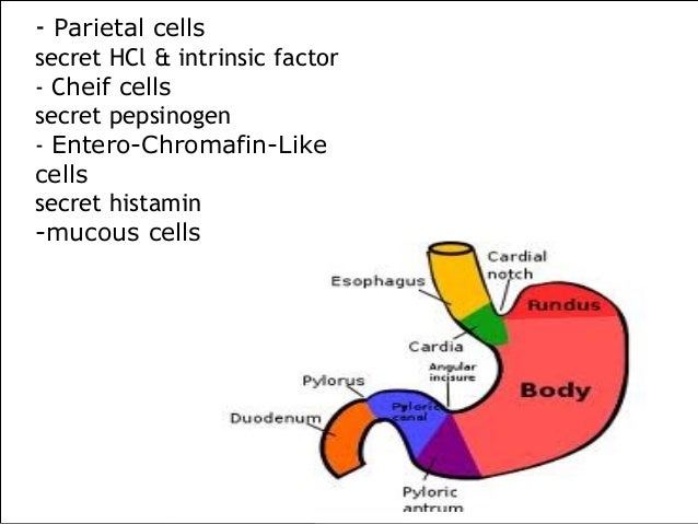 Digestive System - Physiology