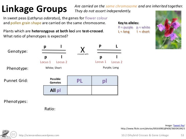 Dihybrid Crosses, Gene Linkage and