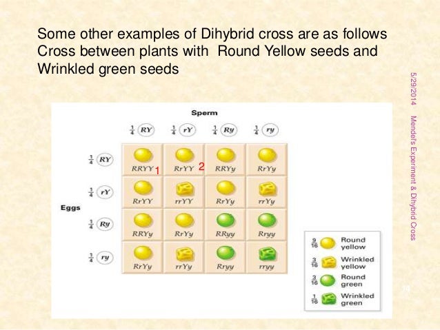 dihybrid cross examples
