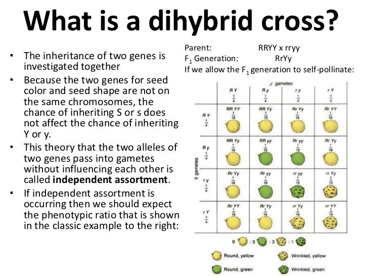 chapter-10-dihybrid-cross-worksheet-answer-key-rabbits-dihybrid-cross-calculator-allows-you-to