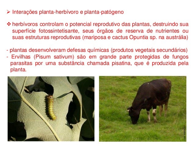 Parasitas em outro organismo