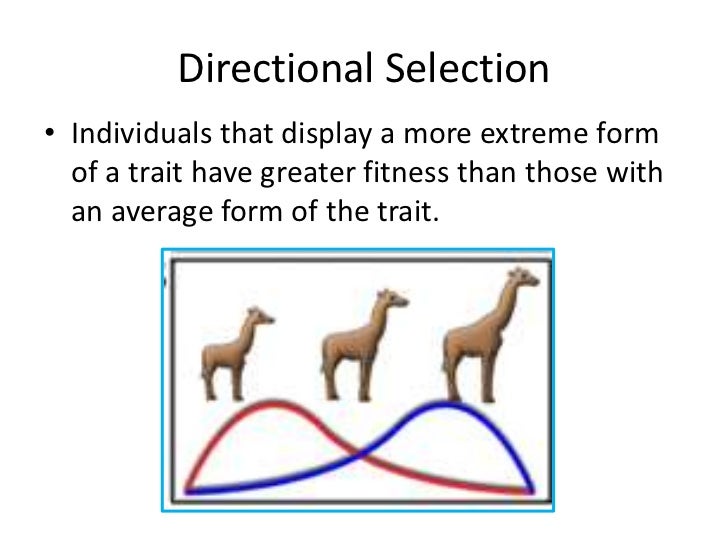 Directional Selection