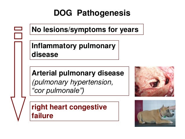 congestive failure late stages dirofilaria repens immitis patogeneza si clinic 2 congestive failure late stages dirofilaria repens immitis patogeneza si clinic 2