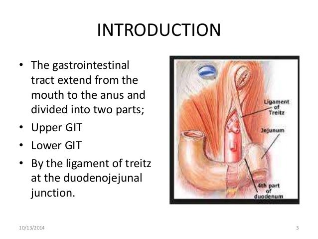 49+ Ligament Of Treitz Cadaver Gif