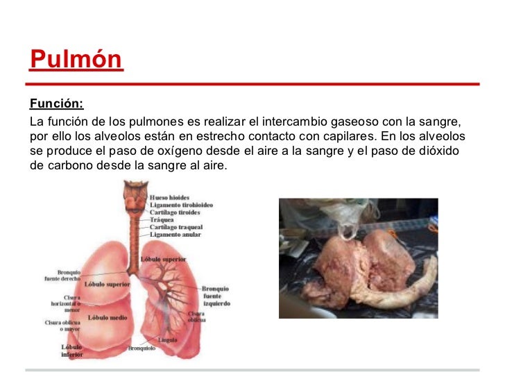 El pulmón, su estructura y funciones. El pulmón, su estructura y funciones.