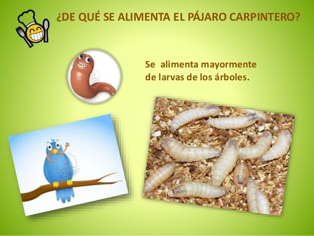 De Que Se Alimenta El Canario