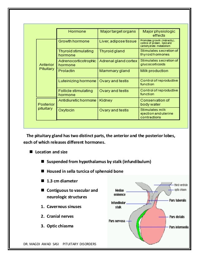 the pituitary gland and dwarfism essay Pituitary dwarfism is a condition in which the pituitary gland does not make enough growth hormone, resulting in a child's slow growth pattern and unusually . the pituitary gland and dwarfism essay Pituitary dwarfism is a condition in which the pituitary gland does not make enough growth hormone, resulting in a child's slow growth pattern and unusually .