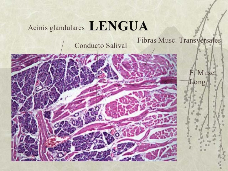 histologia