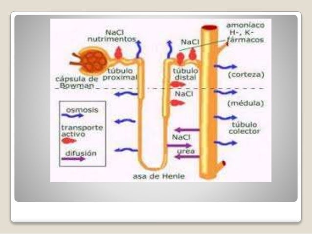 Diureticos ahorradores de potasio