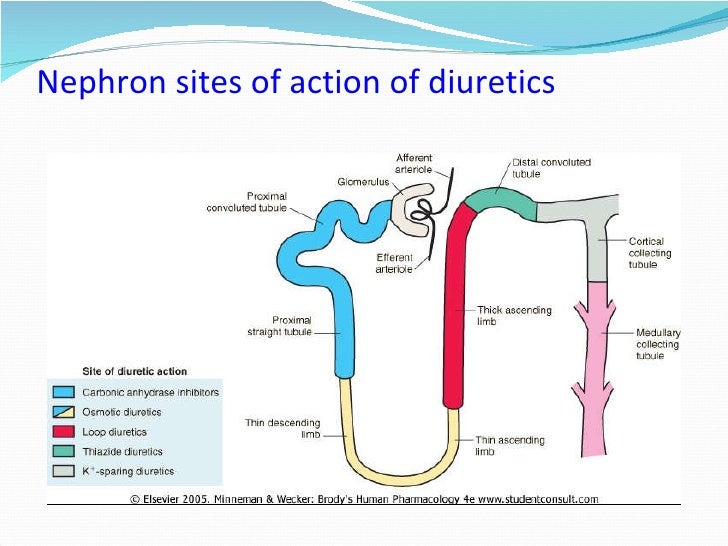 lasix mechanism of action
