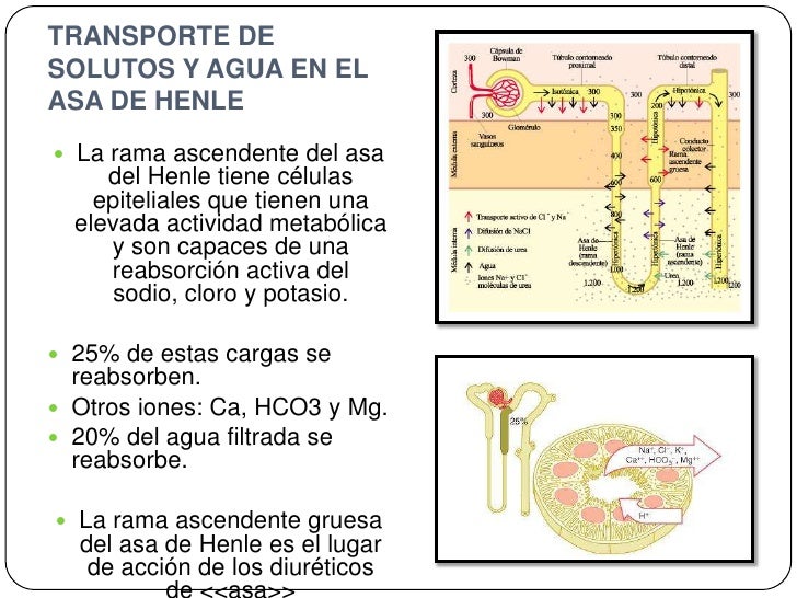 Mecanismo de Accion: Diuréticos de Asa