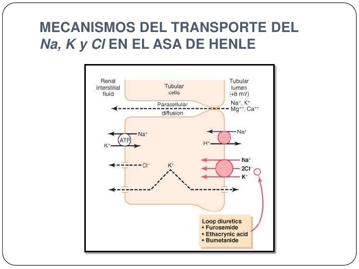 Mecanismo de Accion: Diuréticos de Asa