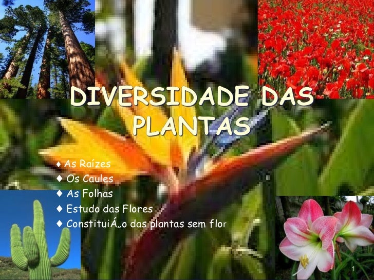 Diversidade das plantas Diversidade das plantas