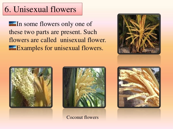 Diversity of flowers