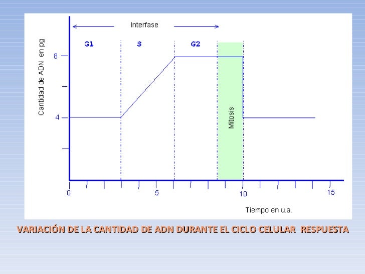 División celular División celular