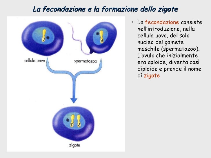 Le Cellule Somatiche Si Dividono Mediante