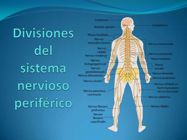 Divisiones del sistema nervioso periférico