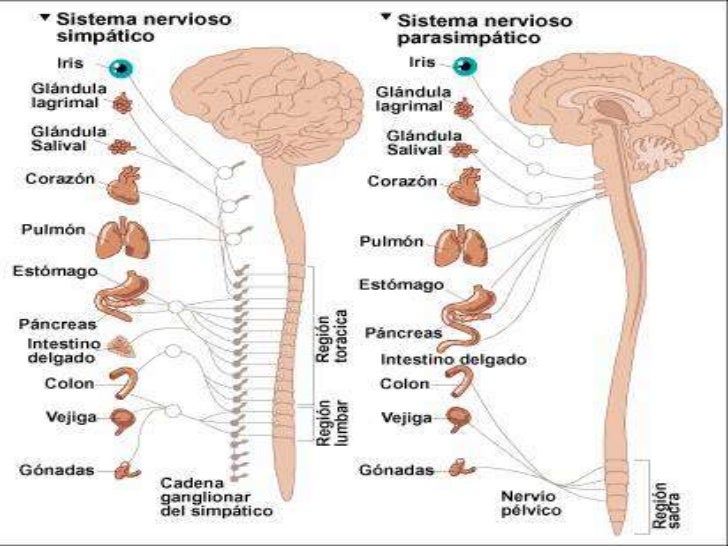 Divisiones del sistema nervioso periférico