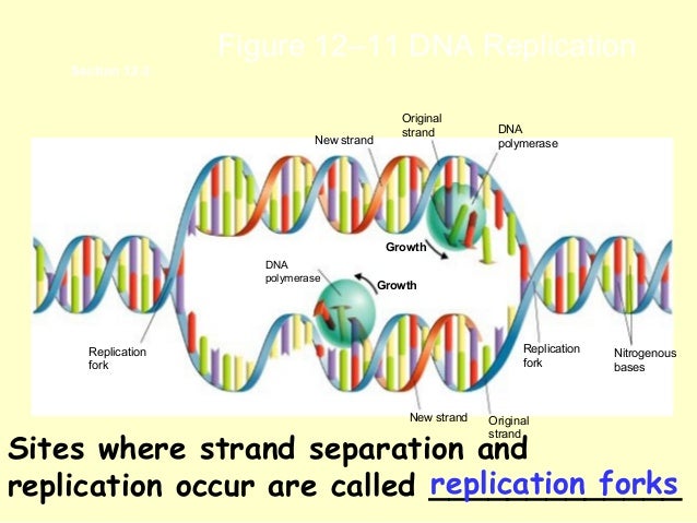 a description of the dna replication in sustaining life and growth Dna structure dna is a long, double helix structure that resembles a ladder which is twisted at both the ends as shown in the above figure the dna molecule is composed of basic materials called as nucleotides and each nucleotide is comprised of three different components such as sugar, phosphate groups, and nitrogen bases. a description of the dna replication in sustaining life and growth Dna structure dna is a long, double helix structure that resembles a ladder which is twisted at both the ends as shown in the above figure the dna molecule is composed of basic materials called as nucleotides and each nucleotide is comprised of three different components such as sugar, phosphate groups, and nitrogen bases.