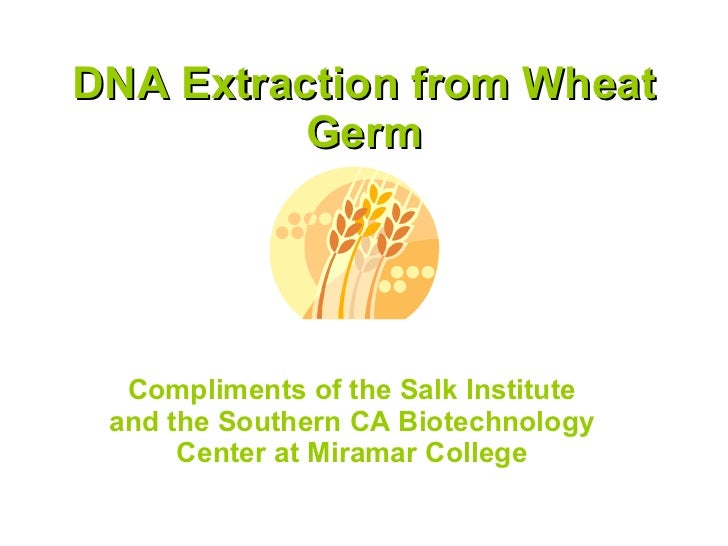 Dna Extraction From Wheat Germ
