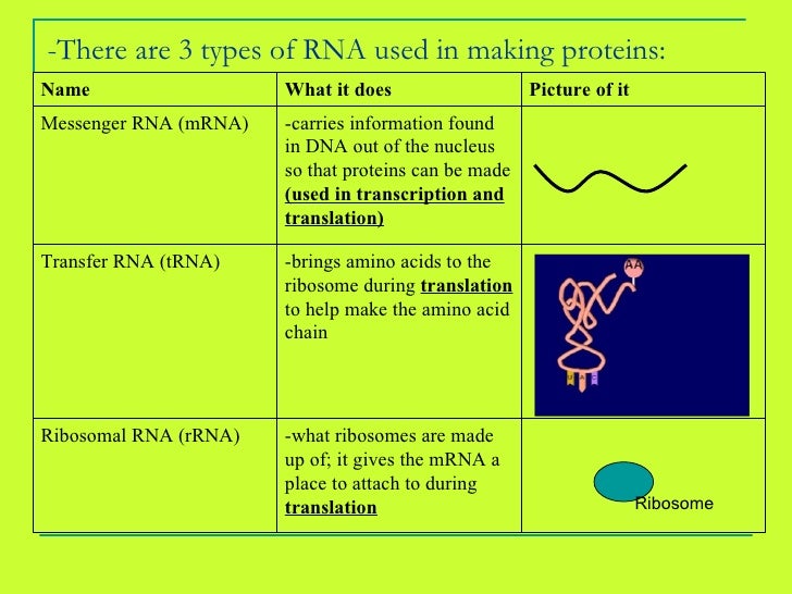 Dna Rna Protein Review