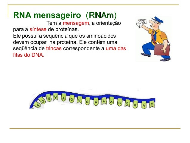 Metabolismo de Controle - DNA e RNA