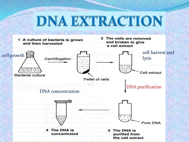 dna extraction lab