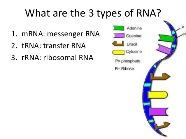 dna and rna essay questions dna and rna essay questions