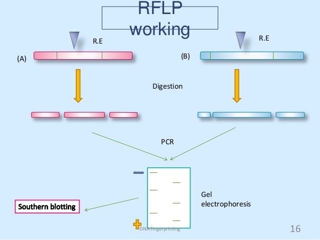 restriction fragment length polymorphism