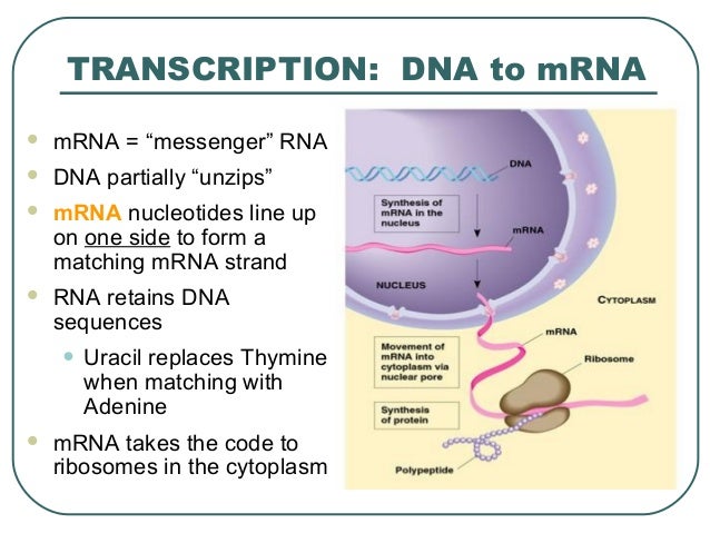 dna replication transcription and translation essay This process is done through dna replication which requires transcription and translation processes during replication, the dna unwinds, as aided by the dna polymerase, and generates two identical dna molecules. dna replication transcription and translation essay This process is done through dna replication which requires transcription and translation processes during replication, the dna unwinds, as aided by the dna polymerase, and generates two identical dna molecules.